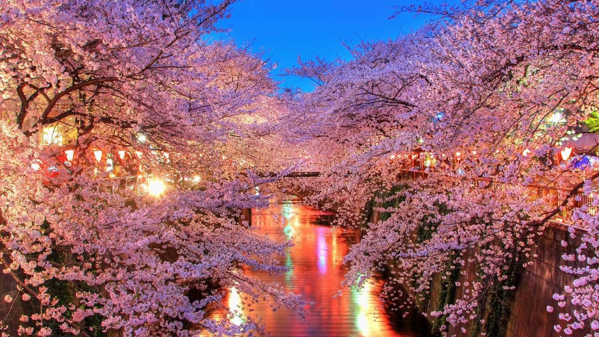 so nice cherry blossom image