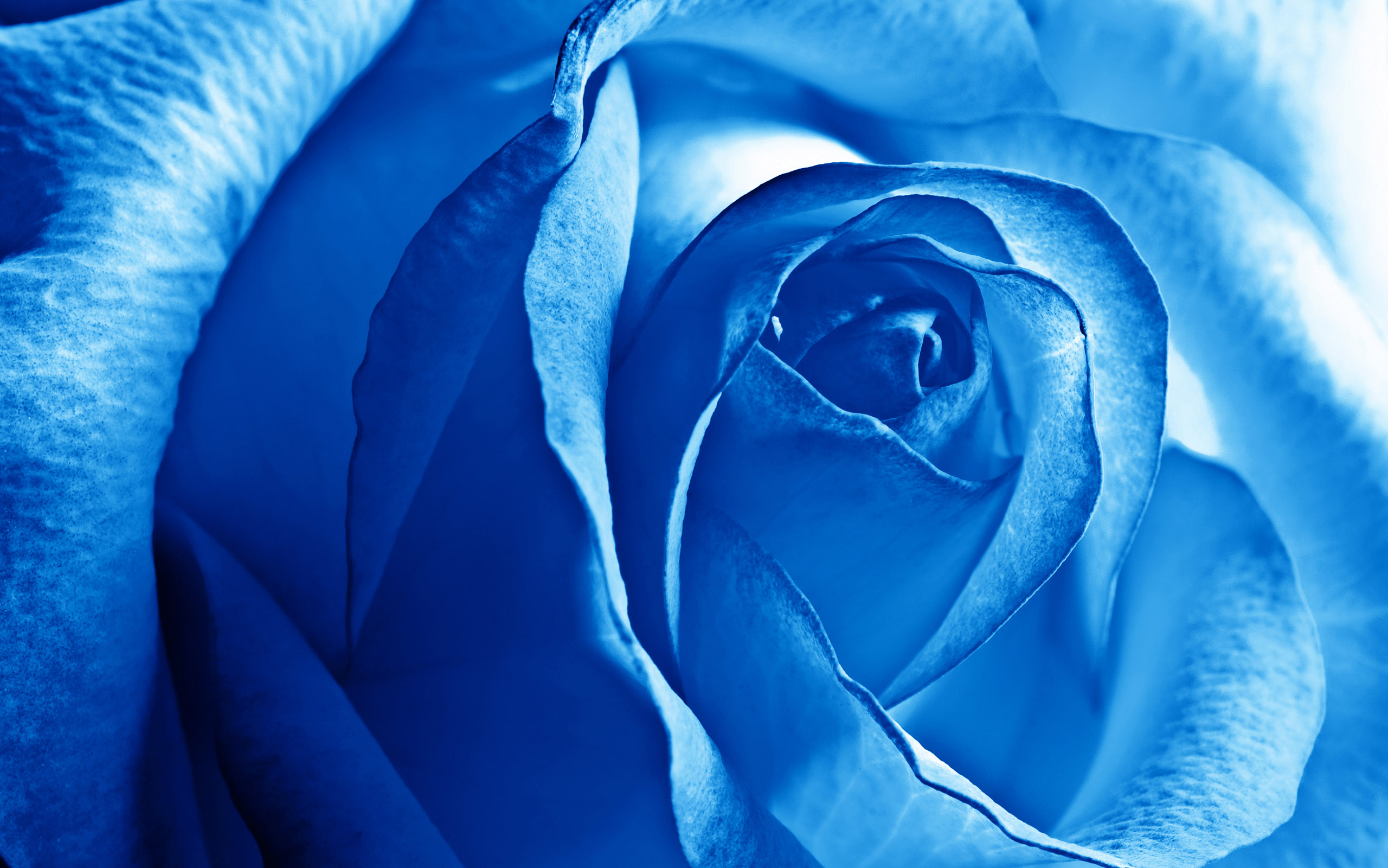 beautiful blue rose image