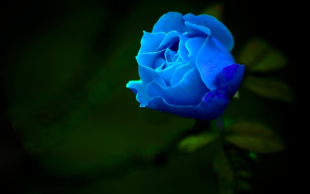lovely blue rose image