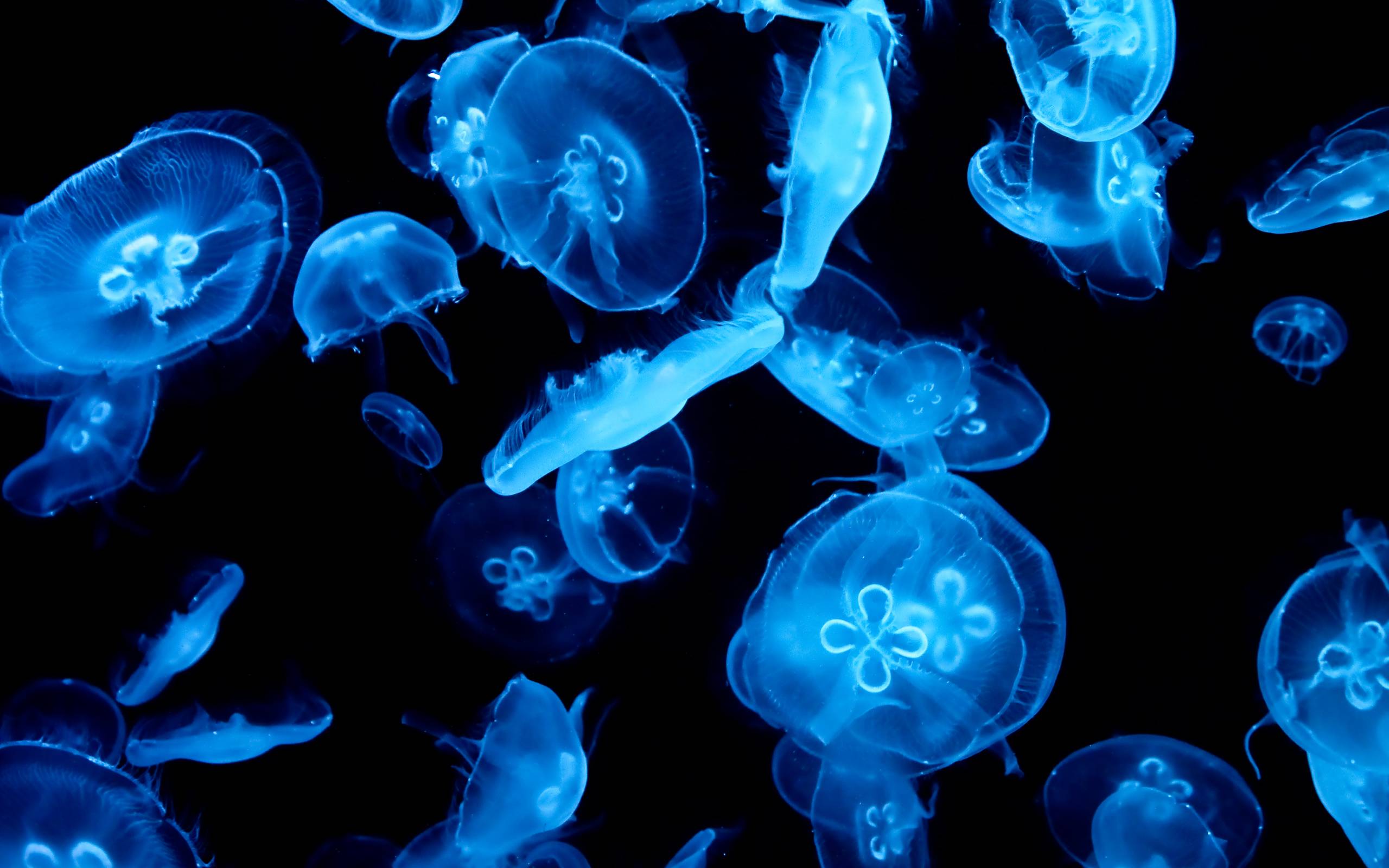 amazing jellyfish wallpaper