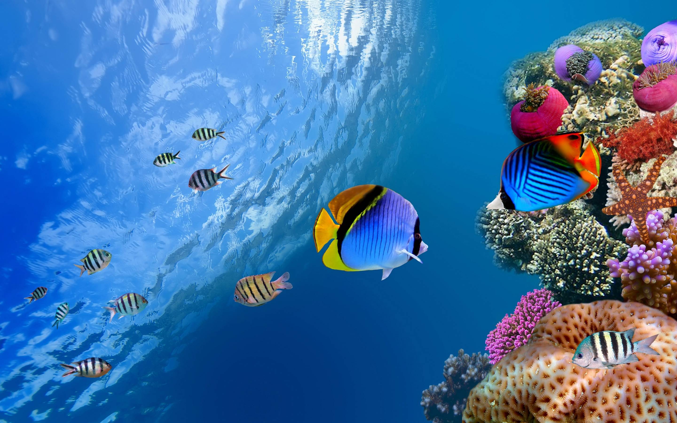 amazing under water image
