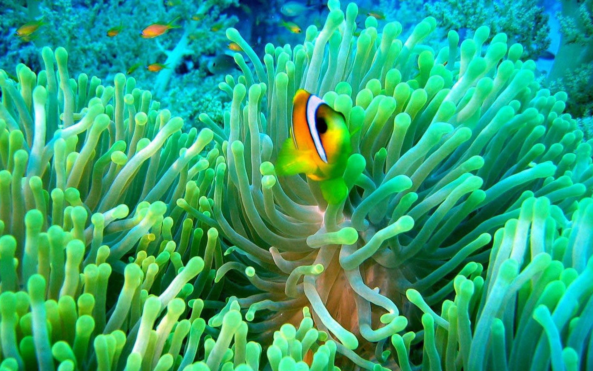 beautiful clownfish image