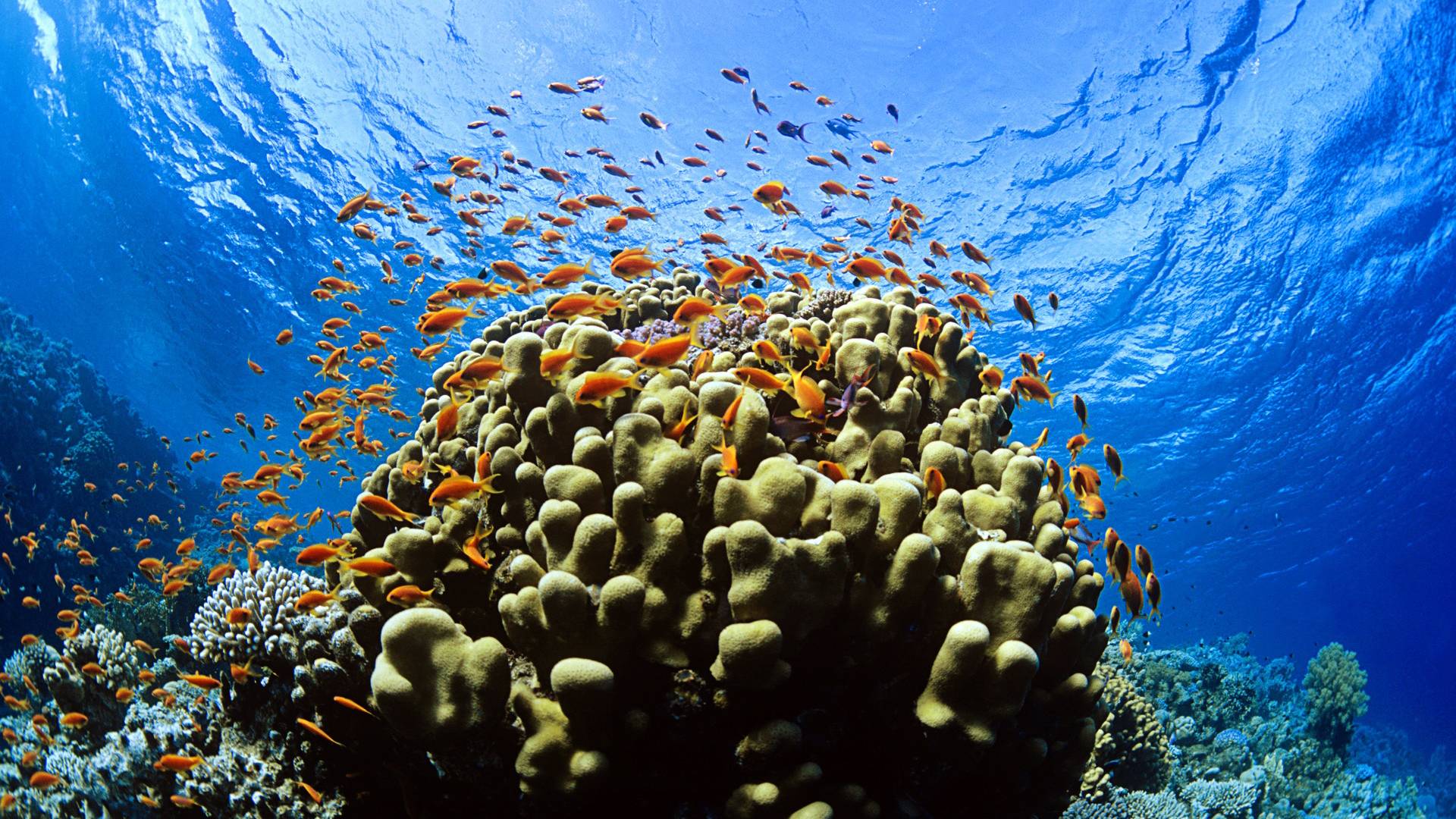beautiful under water wallpaper