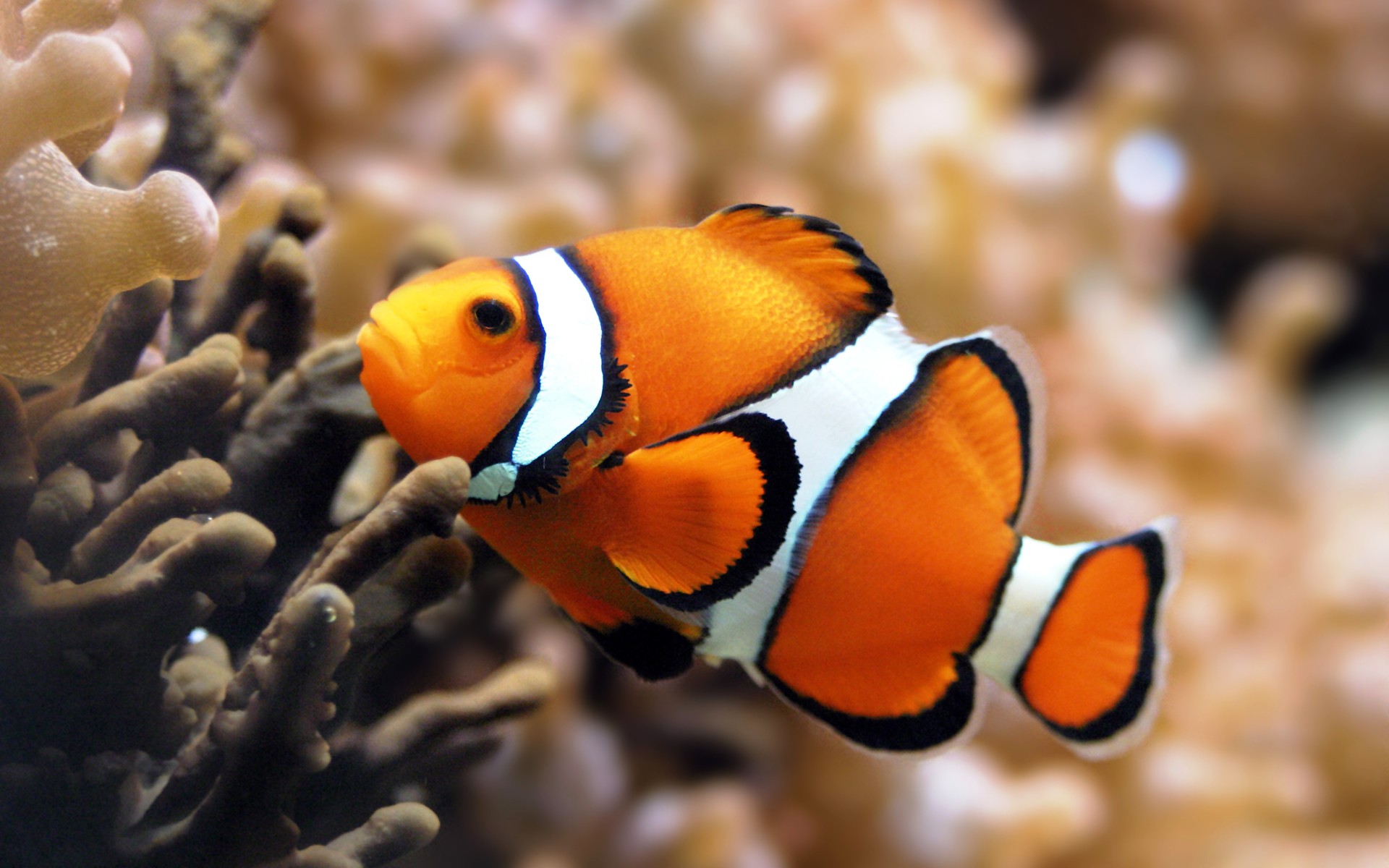 best collection of clownfish