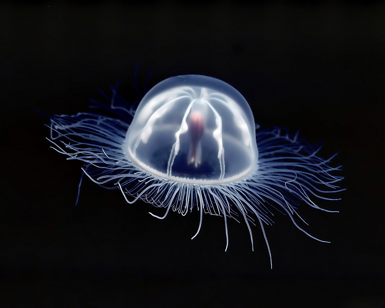 black jellyfish wallpaper