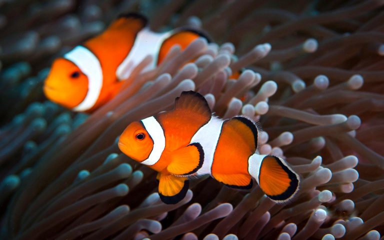 free clownfish backgrounds