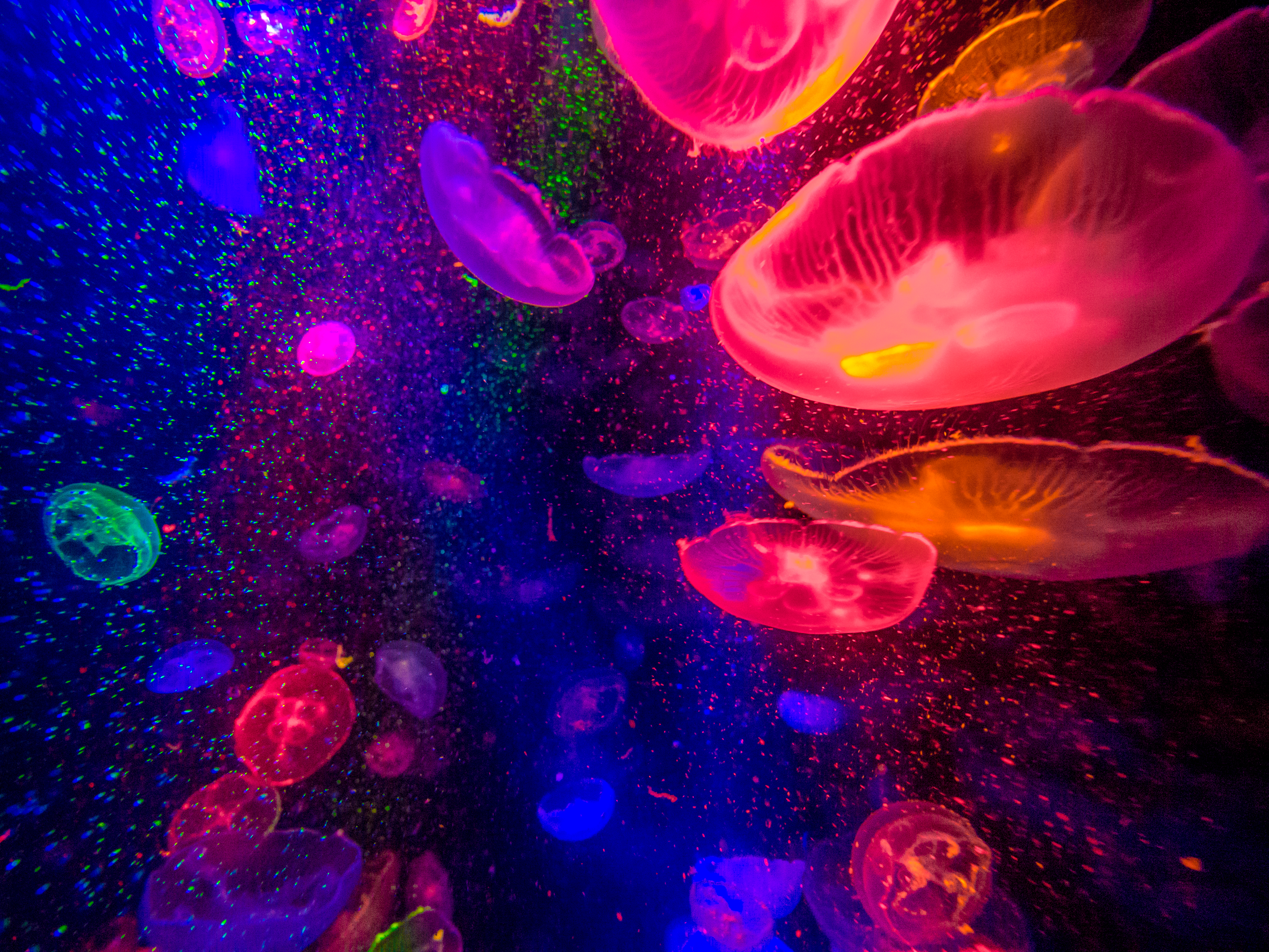 full top jellyfish image