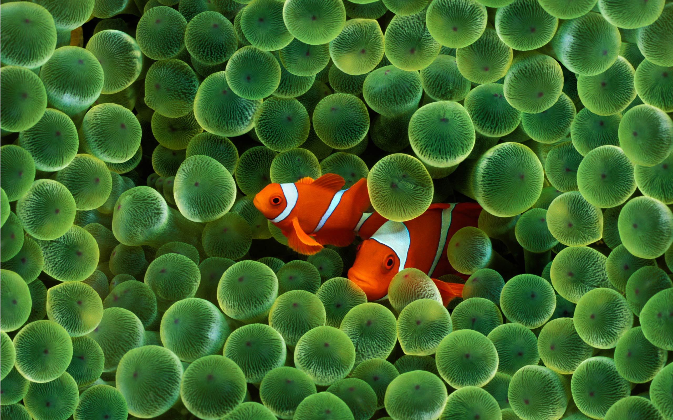 green clownfish wallpapers