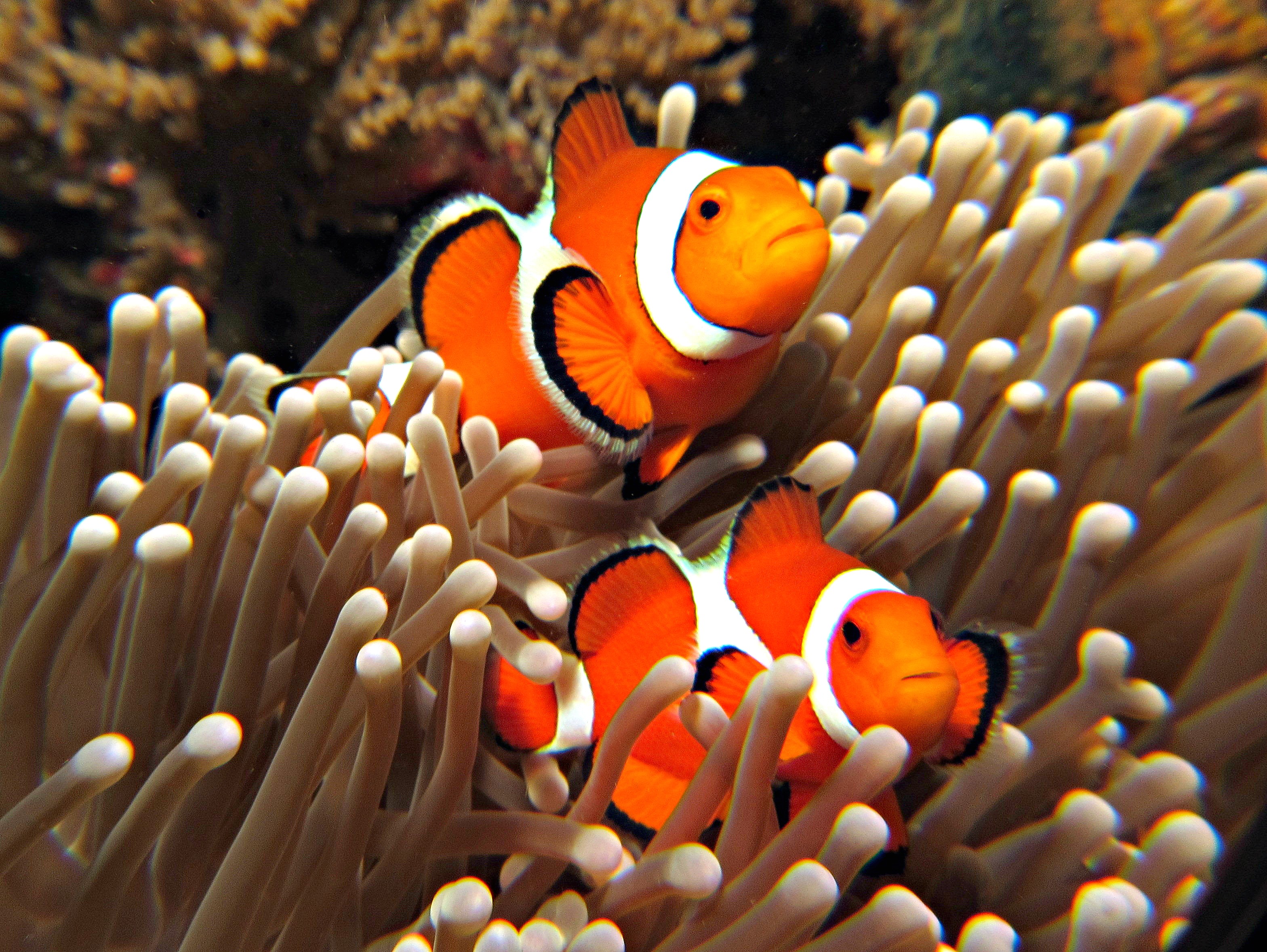 orange clownfish image