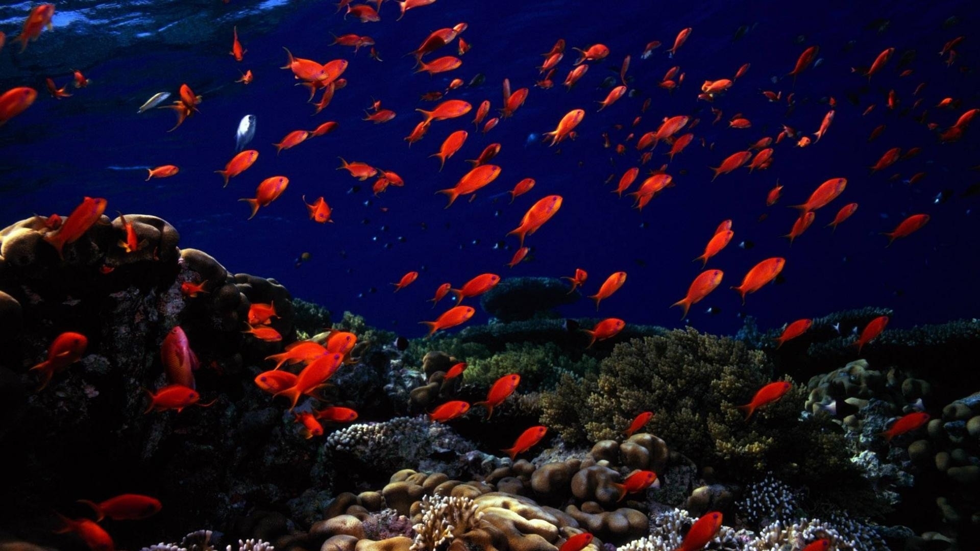 red fish underwater image