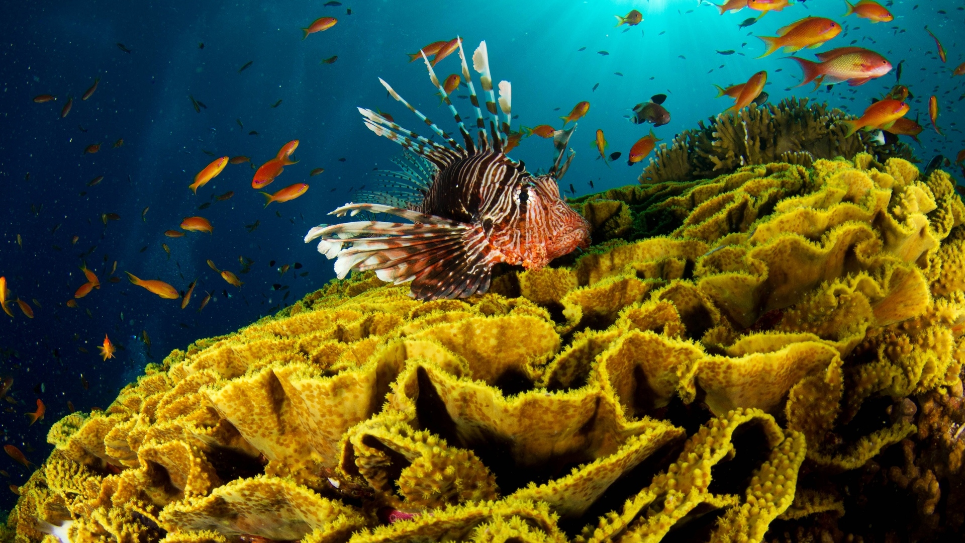 underwater fish wallpaper