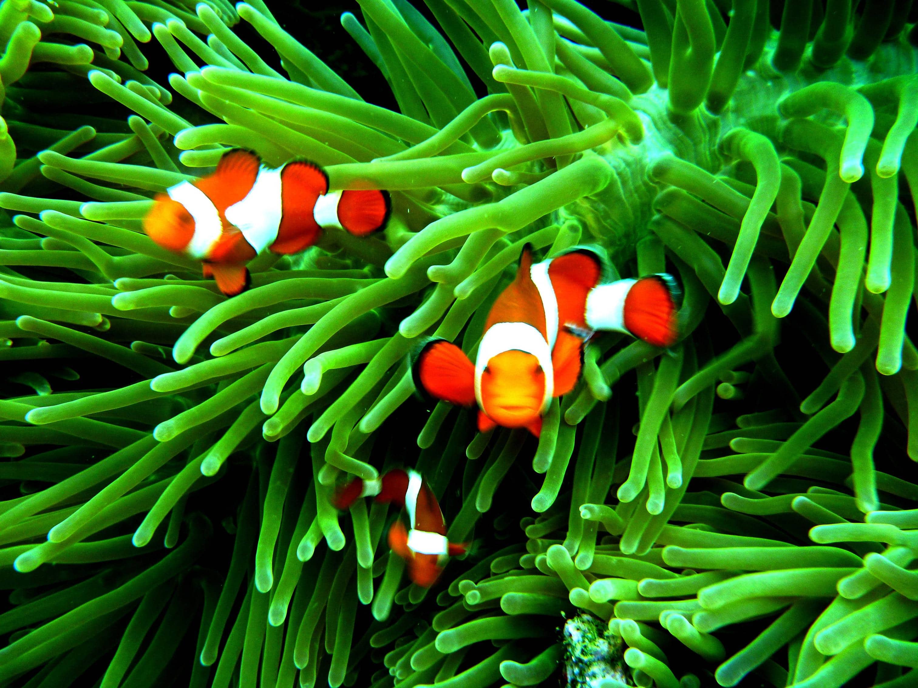 widescreen natural clownfish image