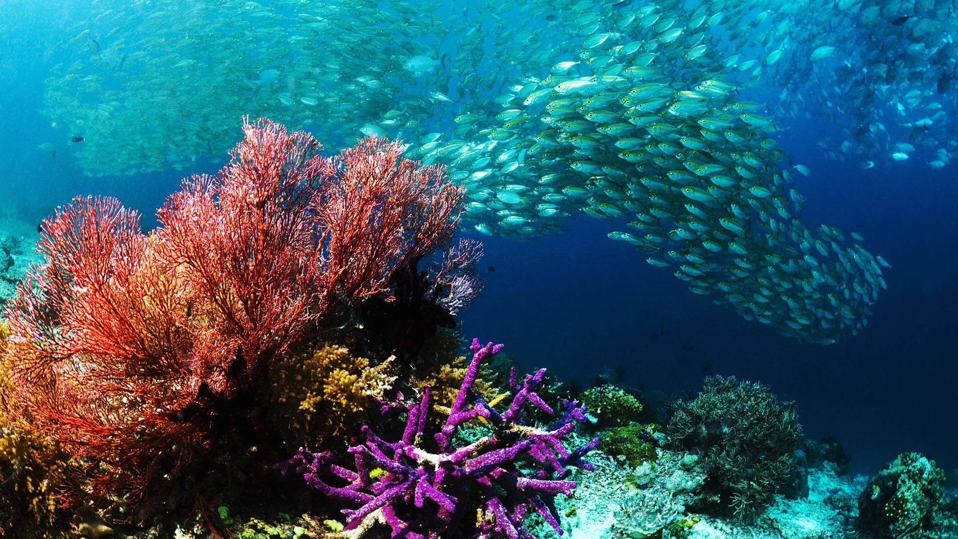 widescreen under water wallpapers