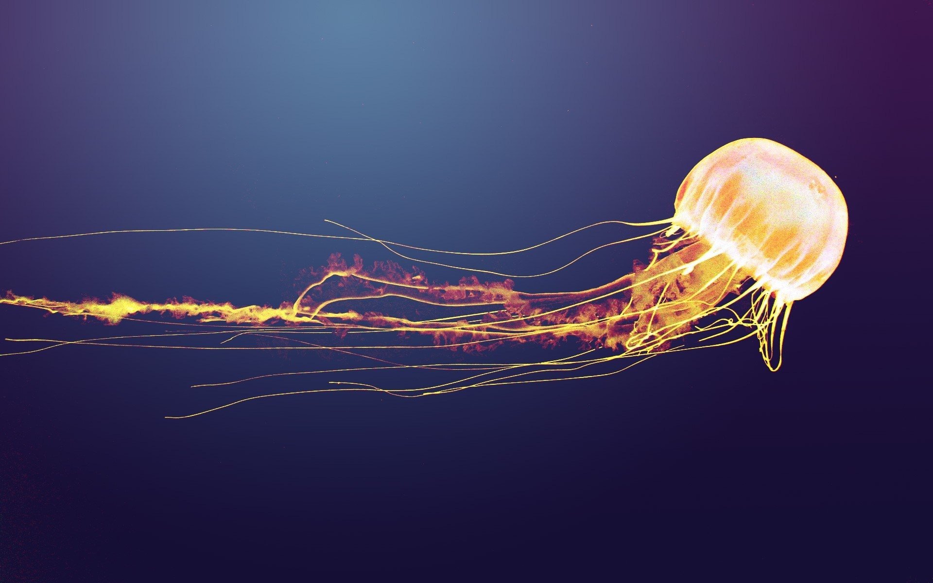 yellow jellyfish image