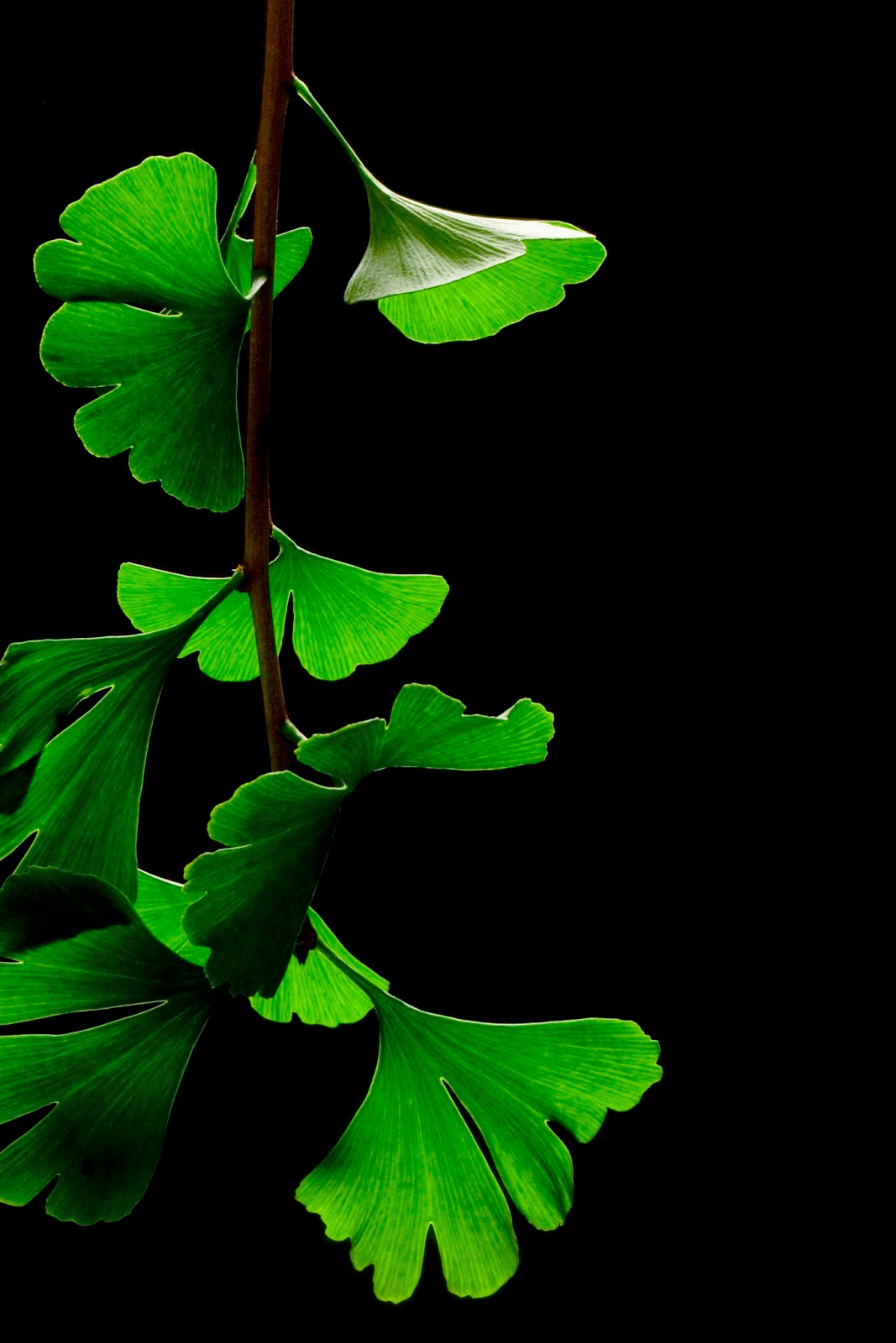 green leaf cool image