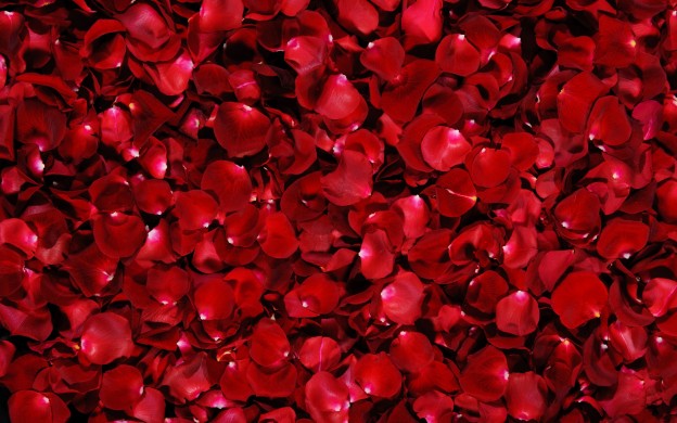 beautiful red petals image