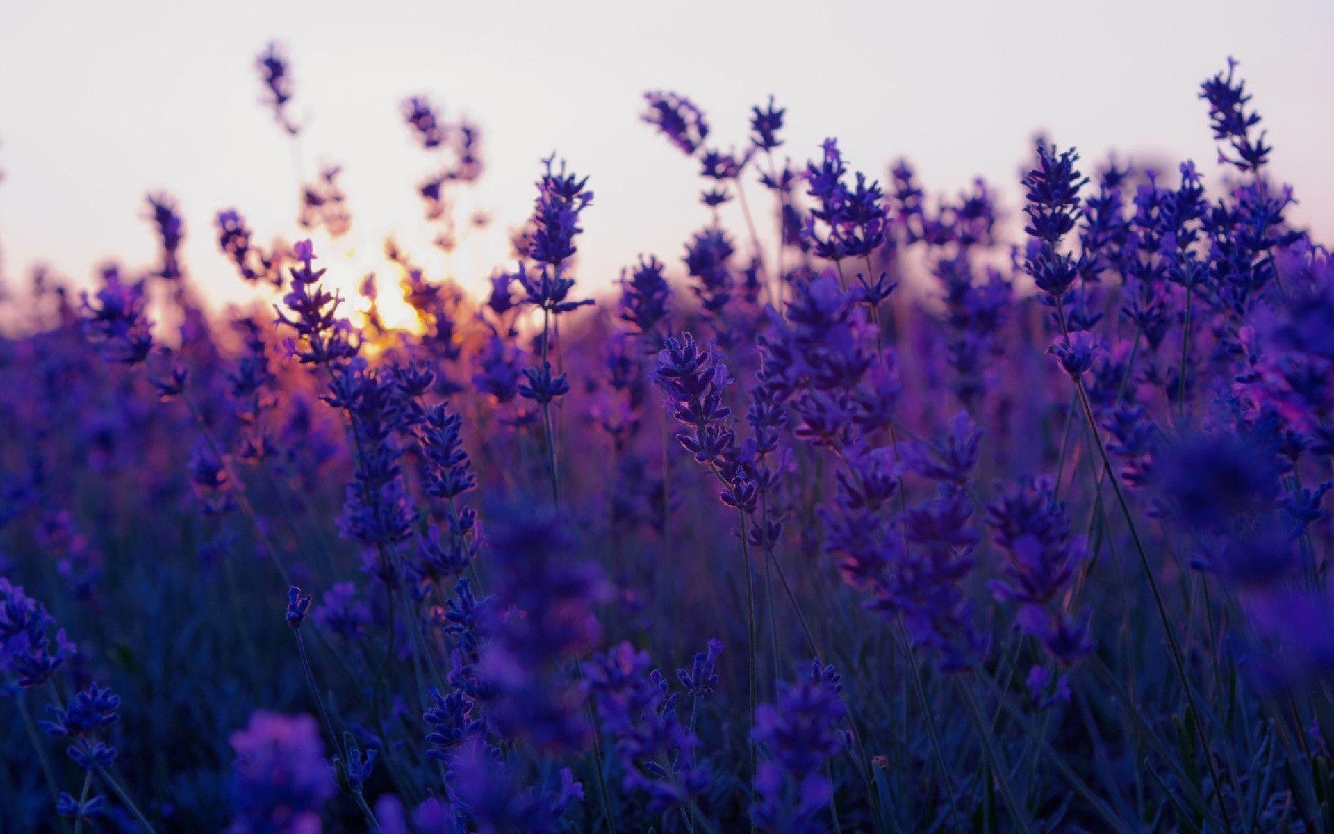 blue lavender flower wallpaper