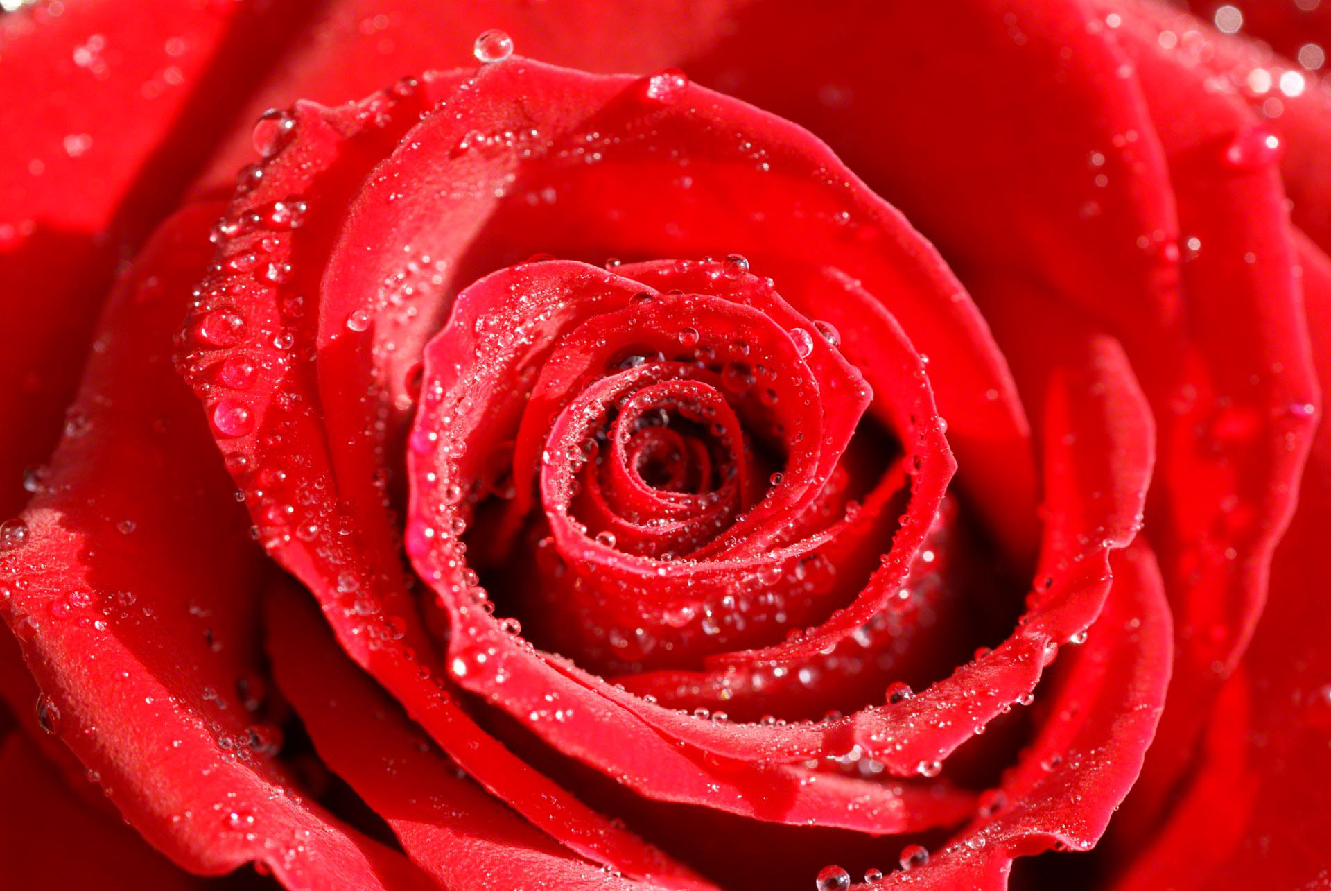 high quality red flower image