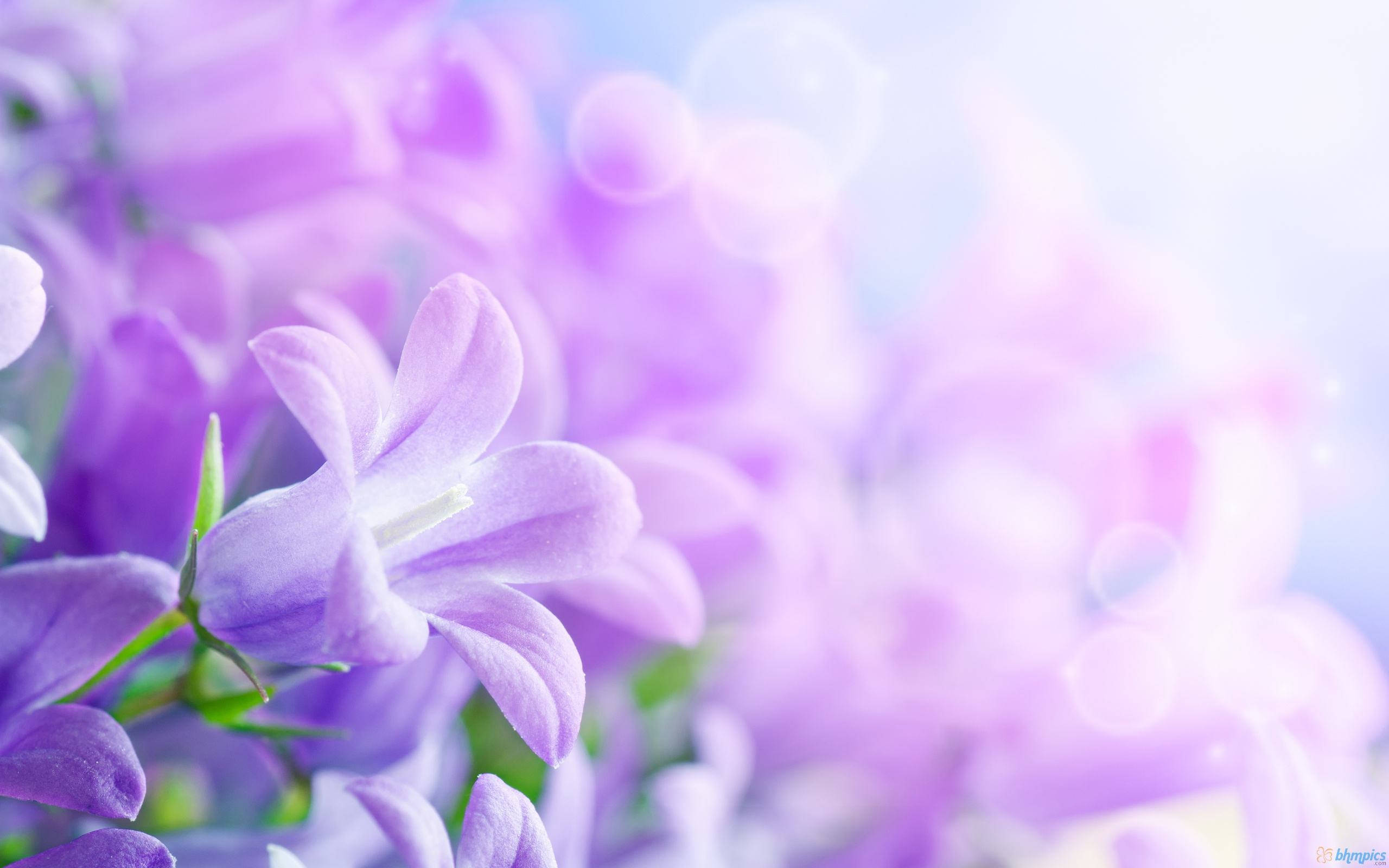 hd purple flower image