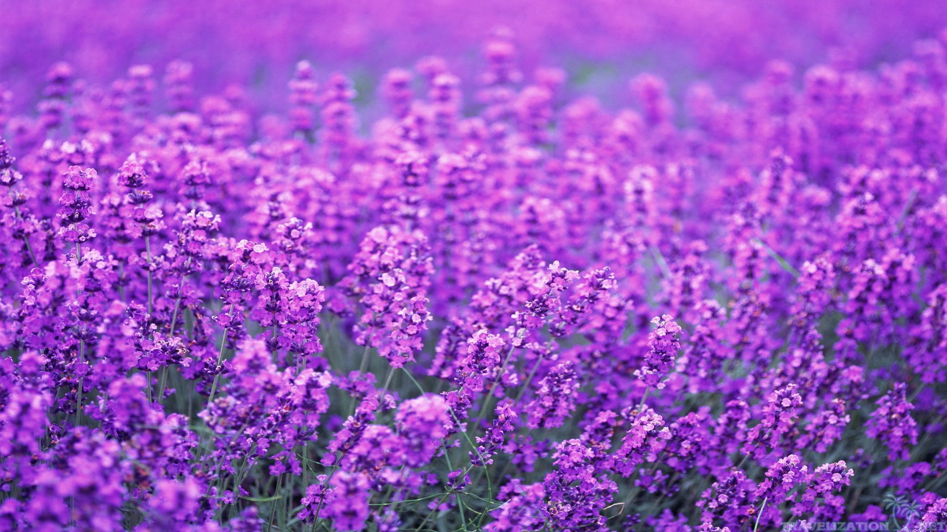 lovely lavender flower photo