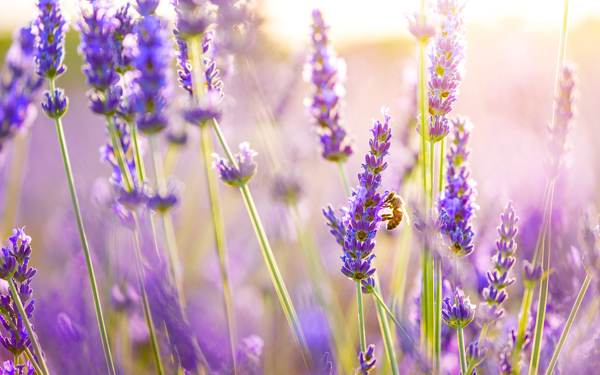 wallpaper of lavender flower