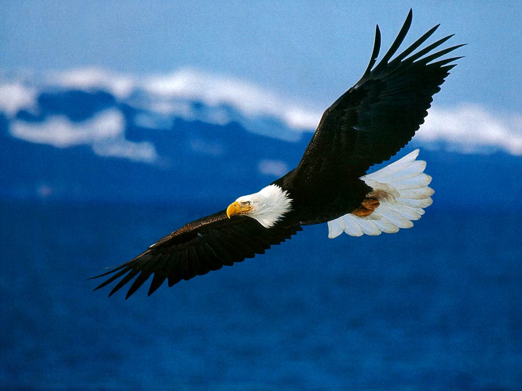 black and white eagle image