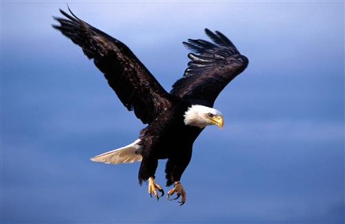 nice flying eagle looking for hunting