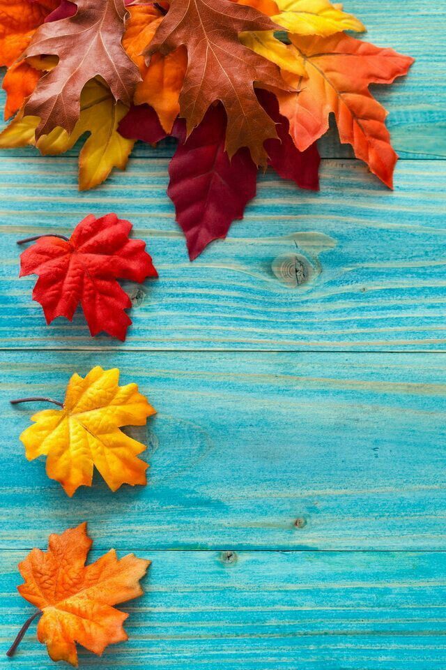 beautiful natural fall leaf image