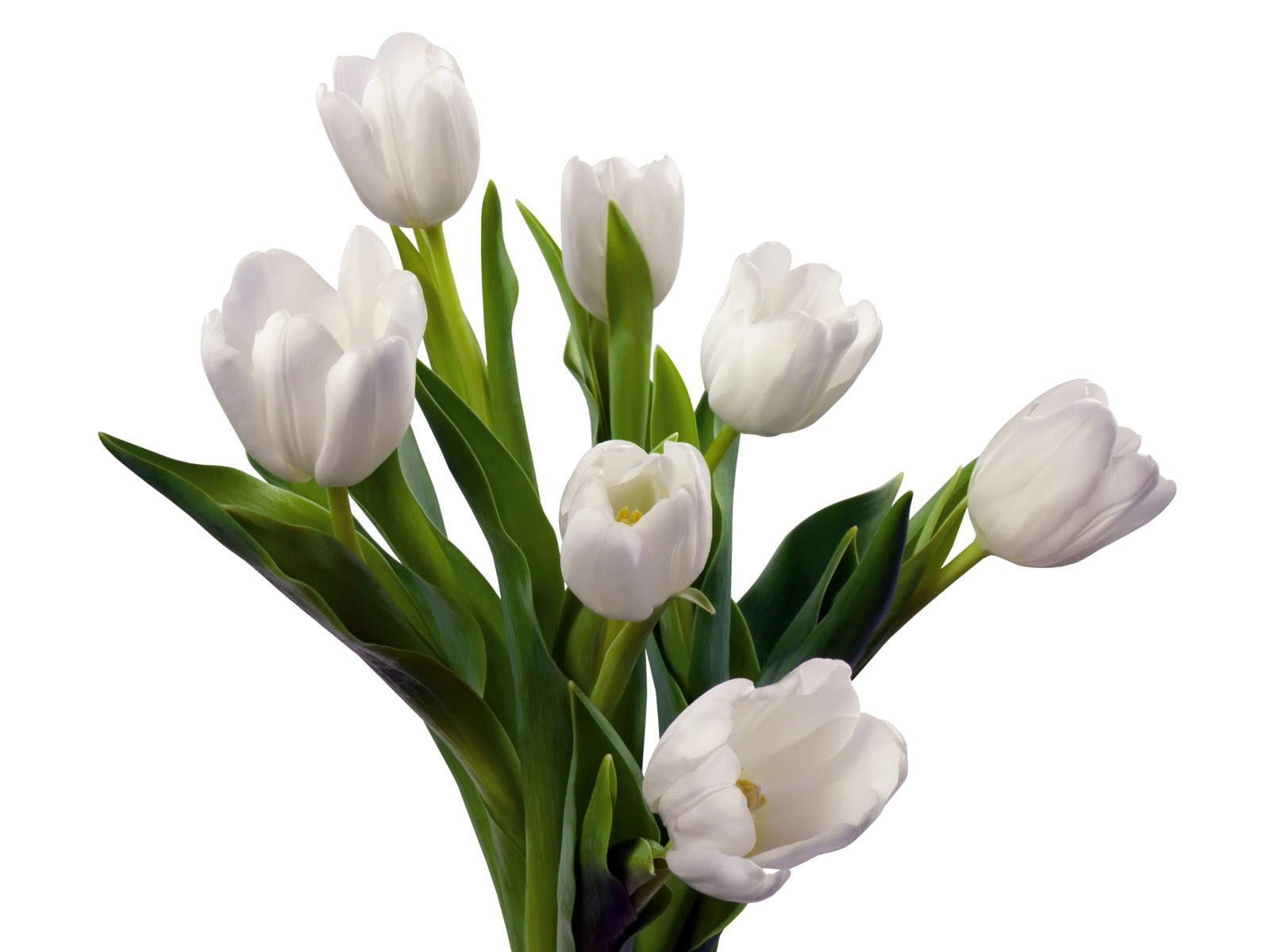 full white tulip flower image