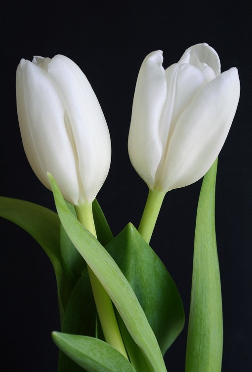 wonderful hd white tulip