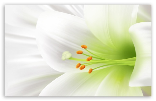 free nature lily rose image