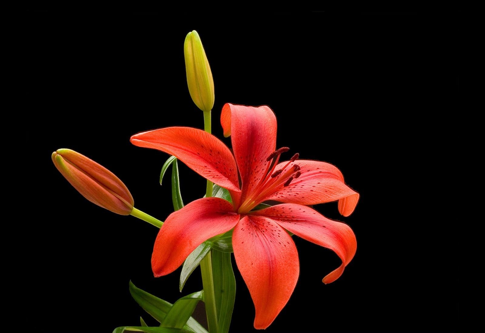 high quality red lily rose image