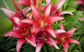 red lily flower image