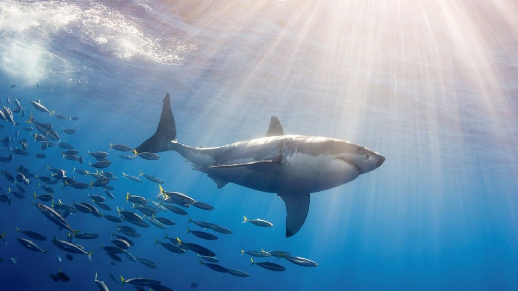 best animal shark image