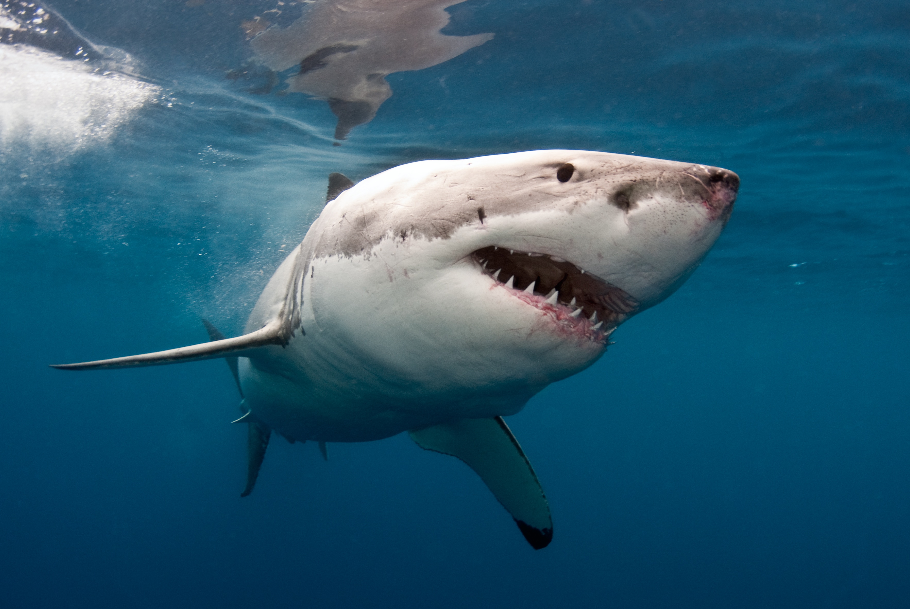 free hd shark photo