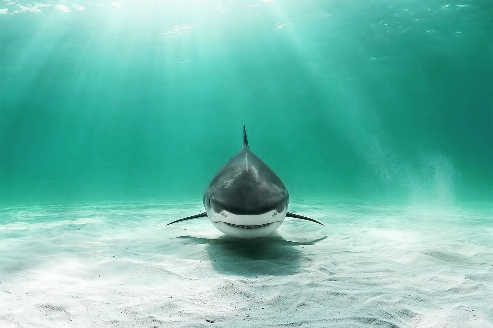 wallpaper of shark