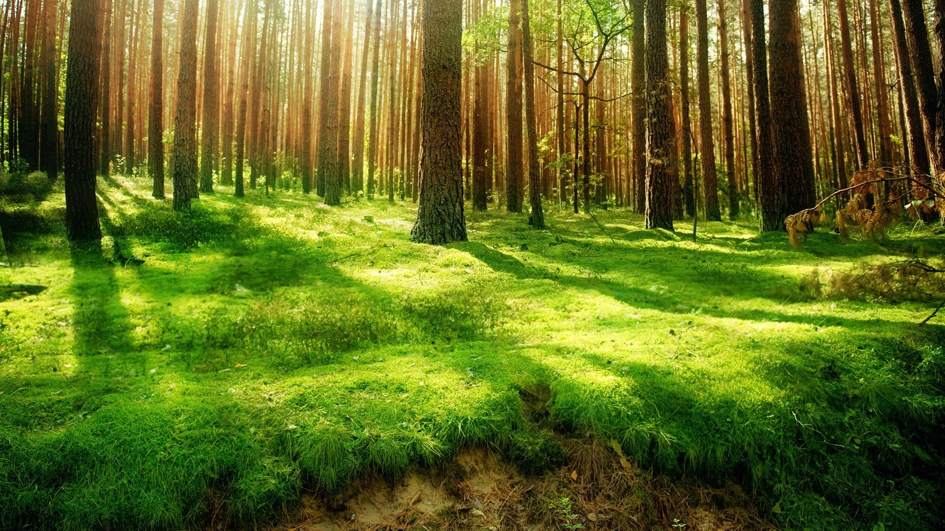 widescreen nature forest image