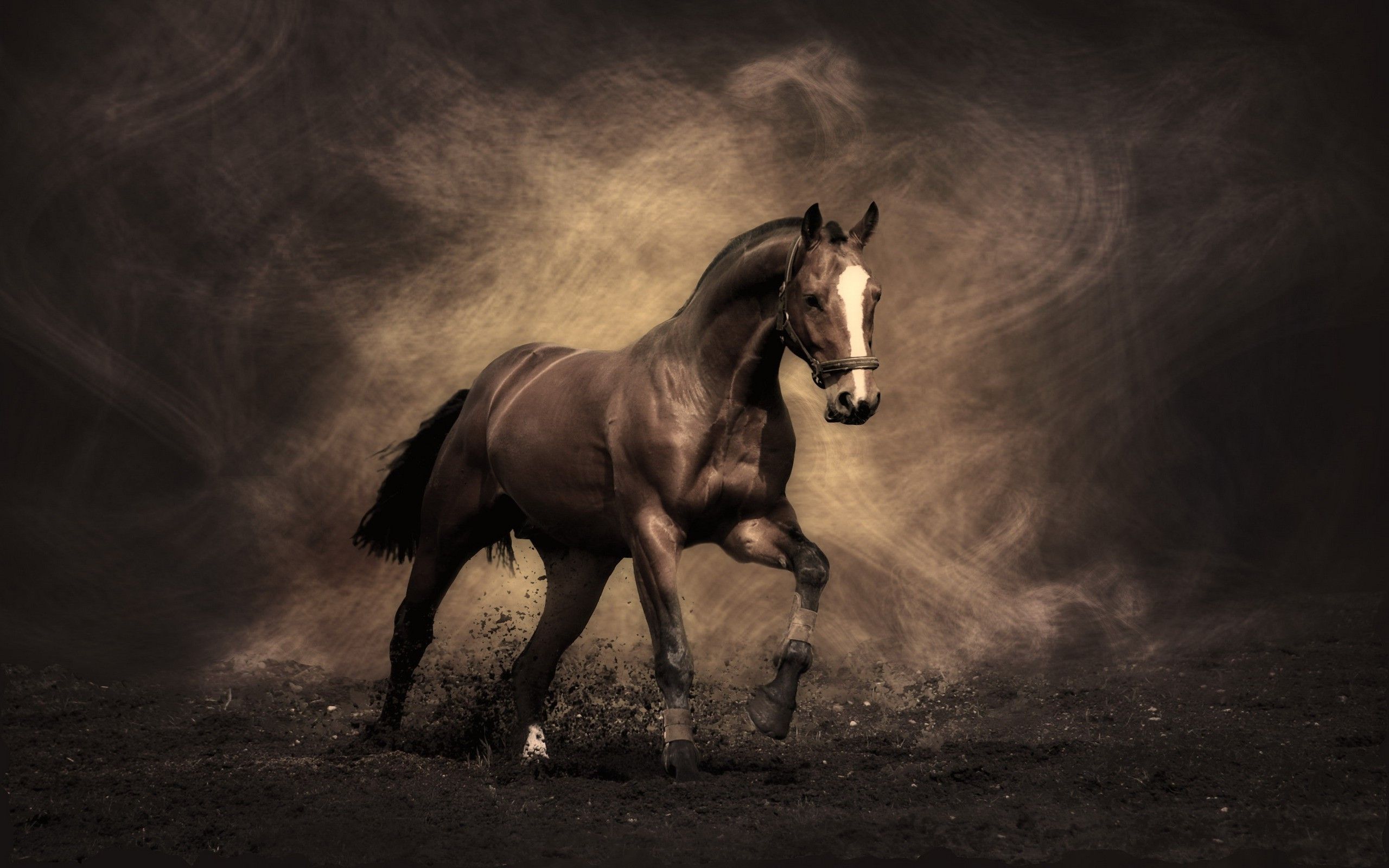 amazing hd horse image