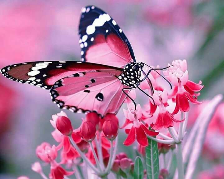 colorful butterfly wallpaper