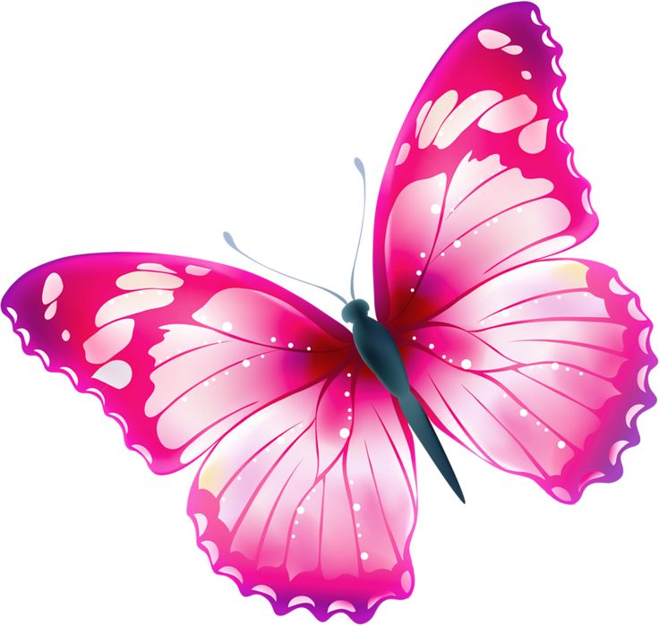 free pink butterfly image