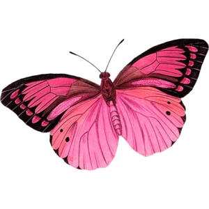 so nice butterfly image