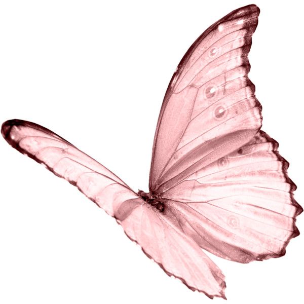 super hd butterfly image