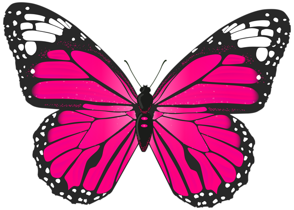 top hd butterfly image