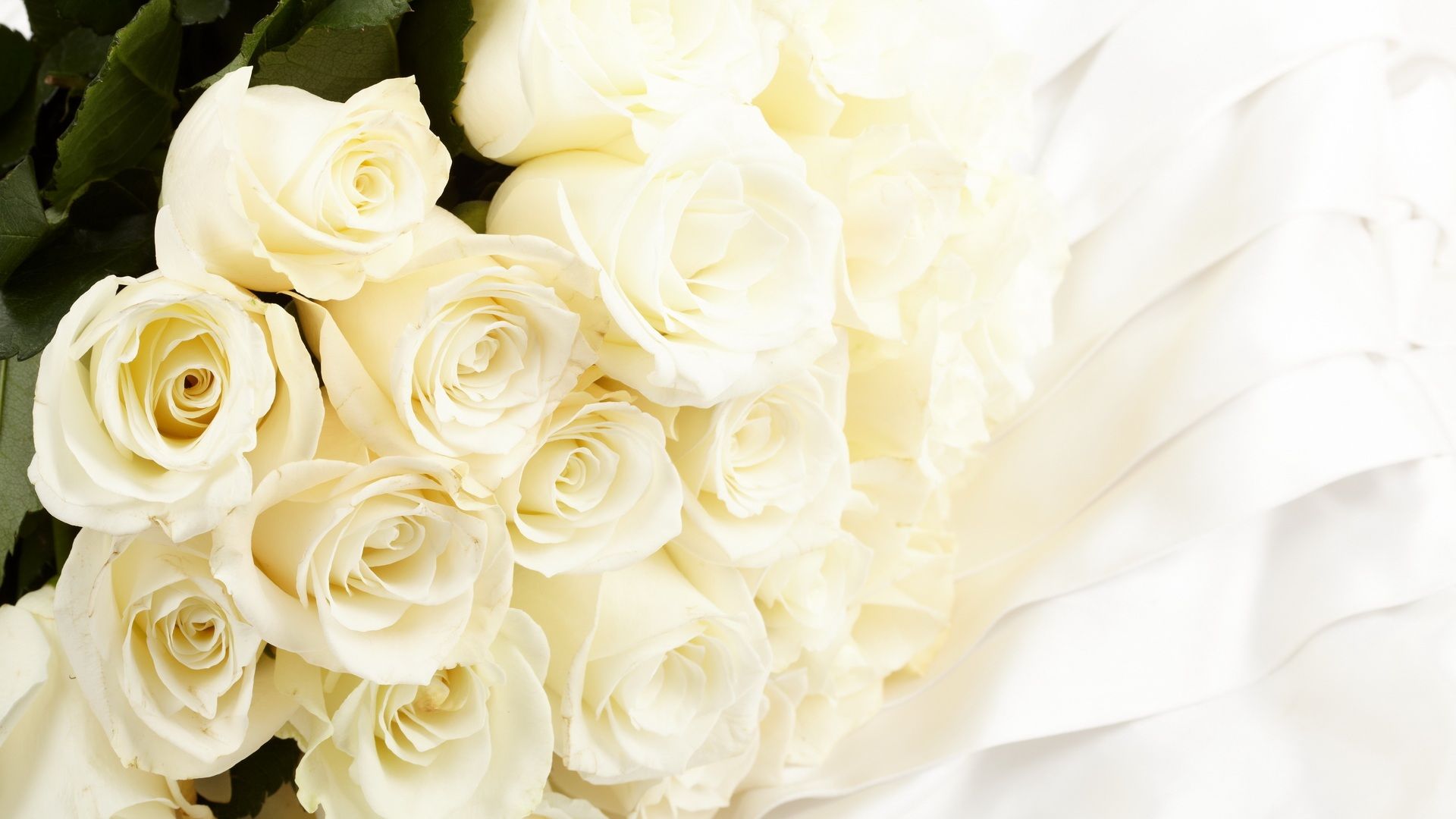 full white rose image