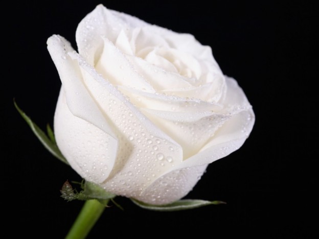 natural white rose image