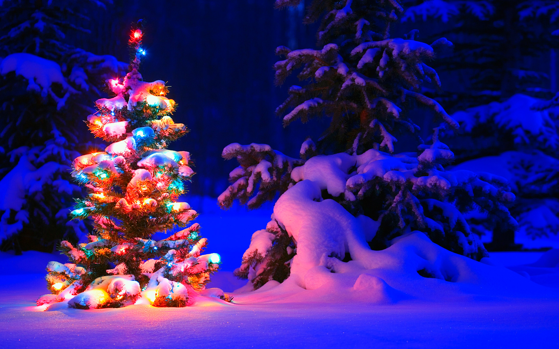 snowy christmas tree lights