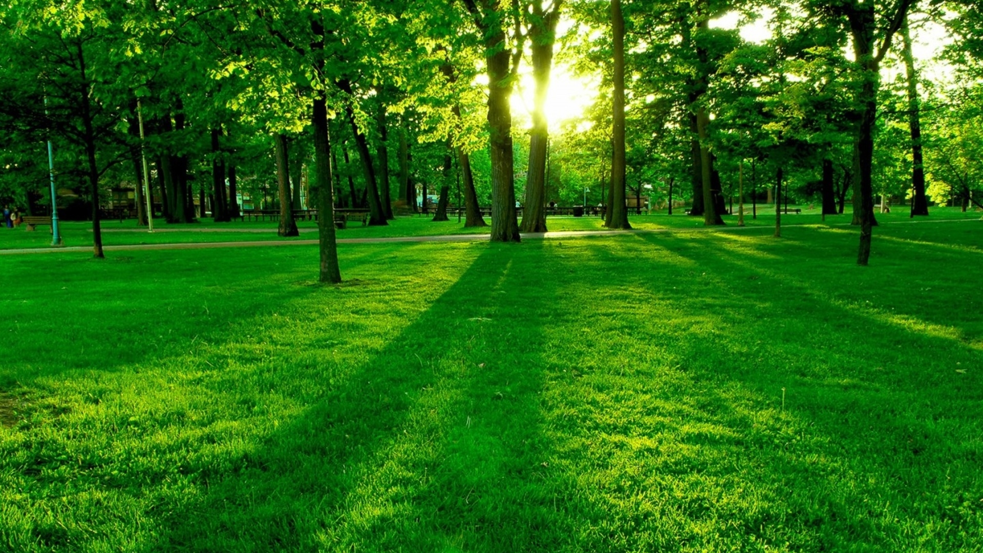 green grass natural image