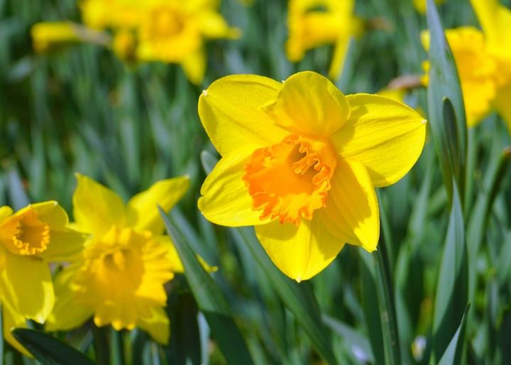 daffodil image