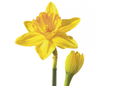 daffodil png
