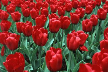 many red tulips